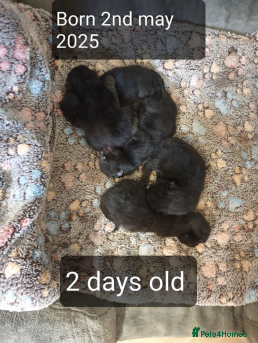 Mixed Breed cats for sale: 5 sweet and purr-fect chocolate brownie babies 🐾 - Image 5