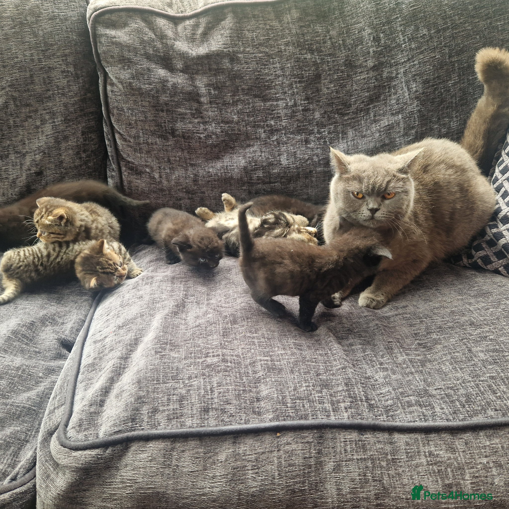 British Shorthair cats Lovely kittens - Advert 1