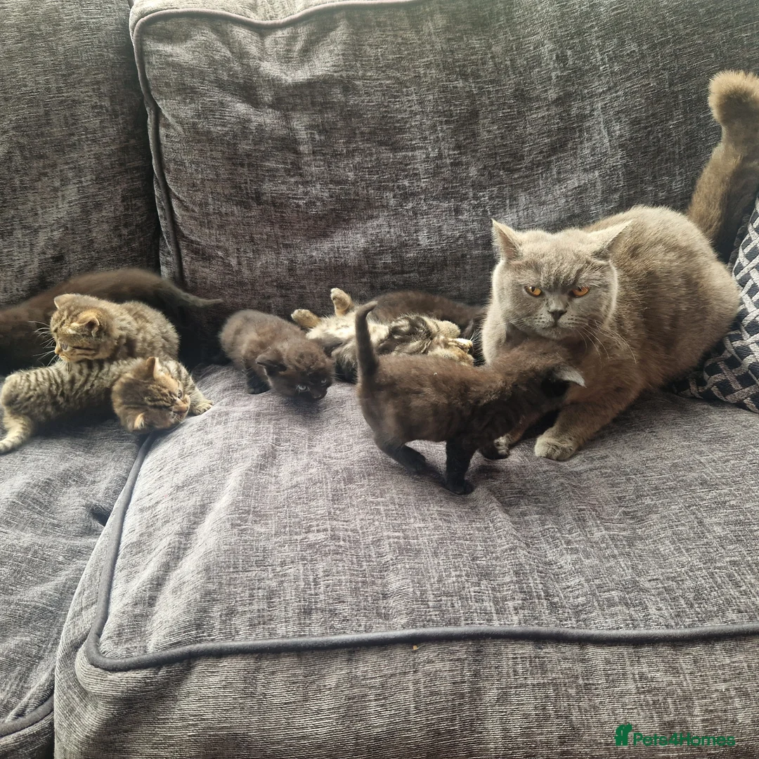 British Shorthair cats for sale: Lovely kittens - Advert 1