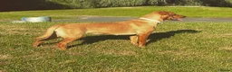 Mixed Breed dogs for sale: Cavador puppies 🩵❤️ in Stoke-on-Trent - Advert 1