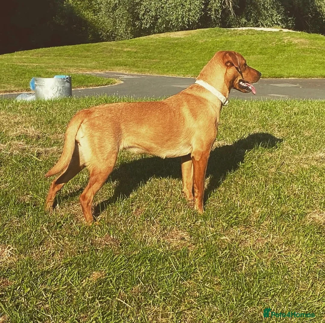 Mixed Breed dogs for sale: Cavador puppies 🩵❤️ in Stoke-on-Trent - Advert 1