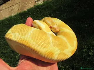 Python Snake reptiles Albino ball python male - Advert 8