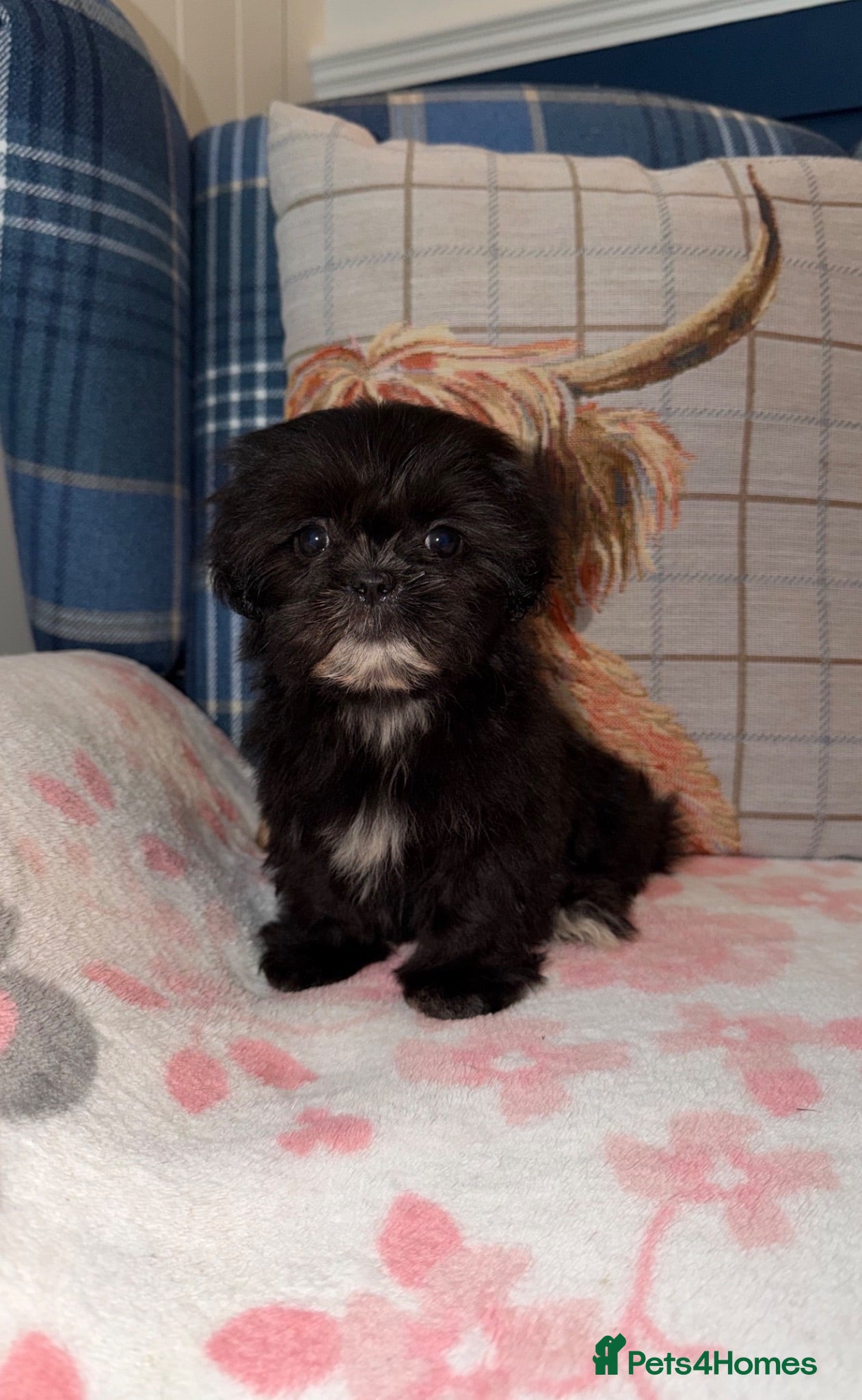 Shih Tzu dogs 💖💙Stunning Black Shih Tzu Puppies💙💖 - Advert 1