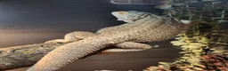 Bearded Dragon reptiles for sale: Beloved bearded dragon in Pershore - Advert 4