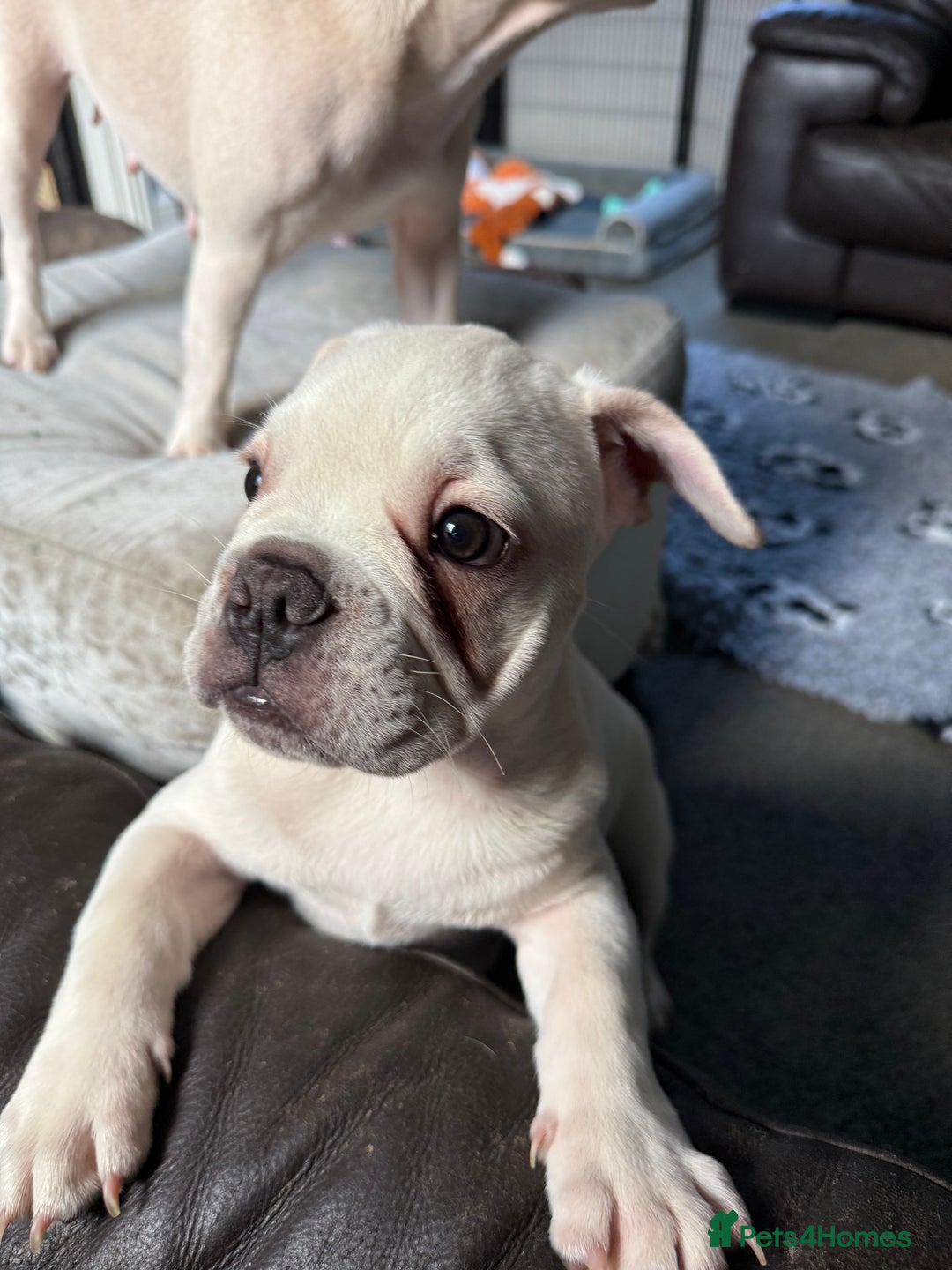 French Bulldog dogs for sale: French bulldog pups ❤️ - Advert 10