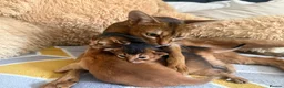 Abyssinian cats for sale: Abyssinian Kitten Boy and girl Tica Show Quality  - Advert 3