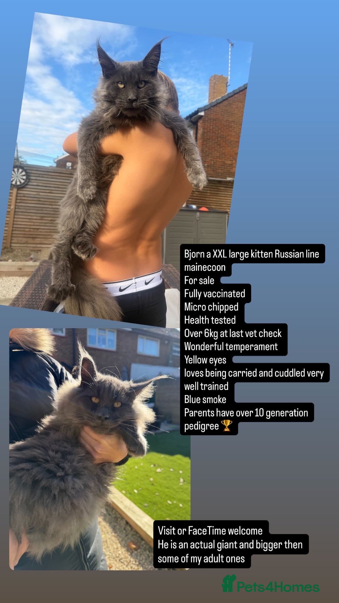 Maine Coon cats Russian mainecoon kitten over 10 generation pedigr - Advert 4