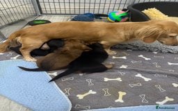 Miniature Dachshund dogs for sale: Miniature dachshunds - Image 12