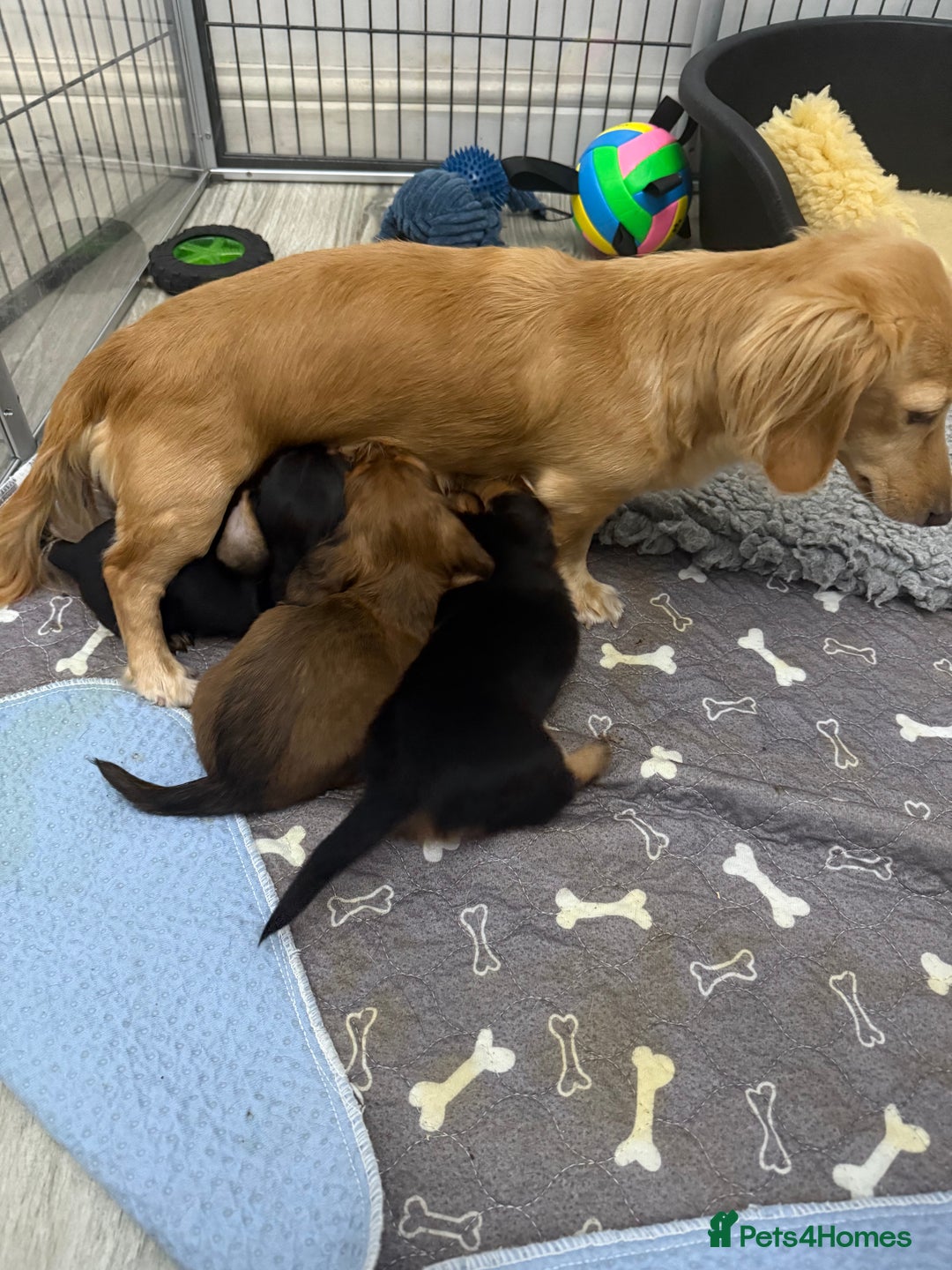 Miniature Dachshund dogs for sale: Miniature dachshunds - Image 12