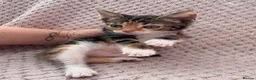 Mixed Breed cats for sale: 6 female kittens  in Reading - Advert 1