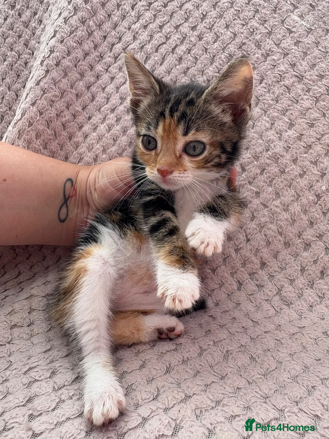 Mixed Breed cats for sale: 6 female kittens  in Reading - Advert 1