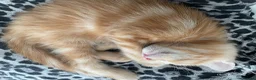 Mixed Breed cats for sale: 3 Beautiful Ginger Mix Siamese Boys Ready Now in Sutton-in-Ashfield - Advert 13