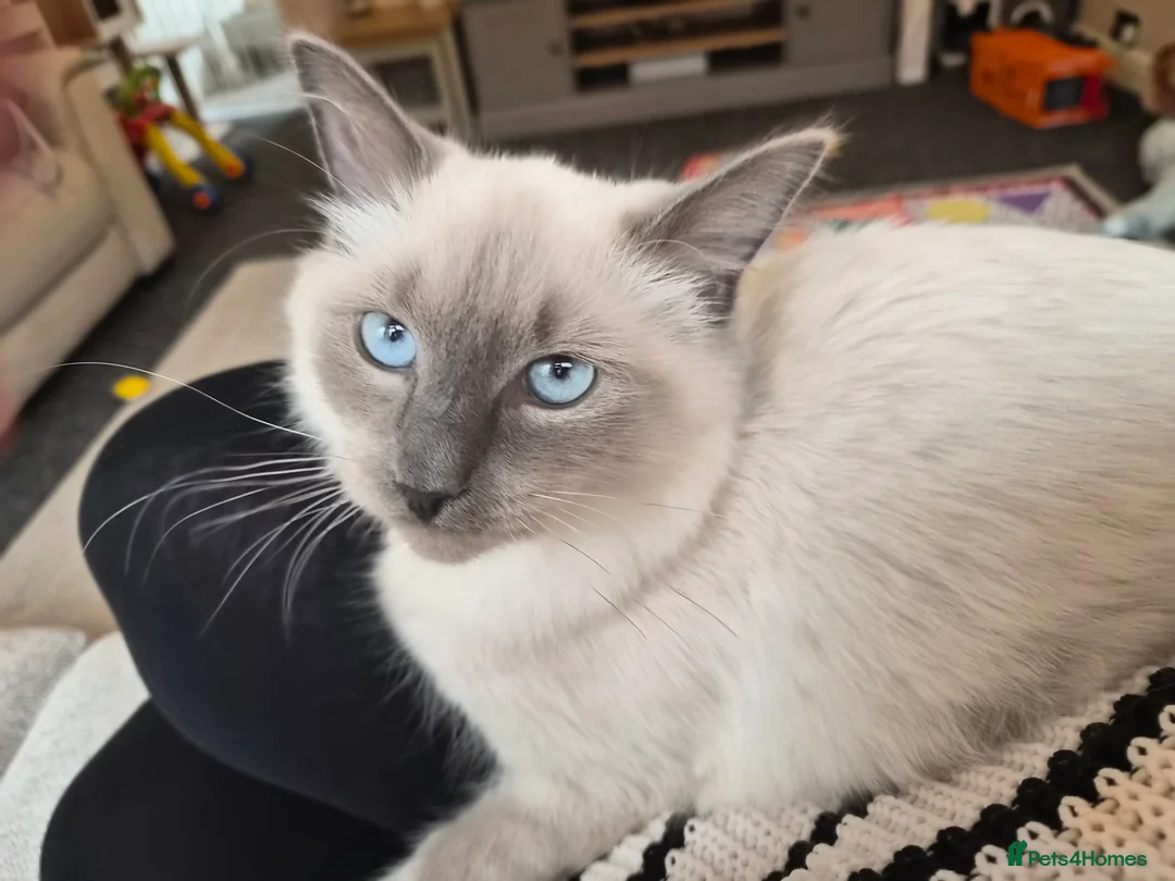 Ragdoll cats for sale: Gorgeous ragdoll kitten 😻 - Advert 2