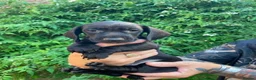 Dachshund dogs for sale: Beautiful litter of Rainbow Puppies - Advert 11