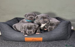 Staffordshire Bull Terrier dogs for sale: Pure-Bred Blue Staffordshire bull terrier puppies - Image 1