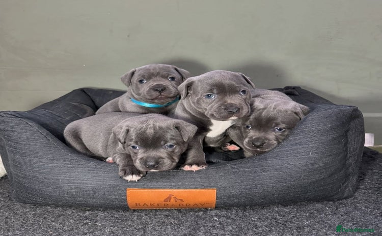 Staffordshire Bull Terrier dogs - Advert 4