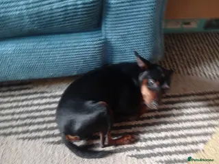 Miniature Pinscher dogs Male Miniature pinscher for sale - Advert 9
