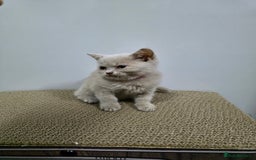 British Shorthair cats for sale: Beautiful British shorthair kittens - Image 29