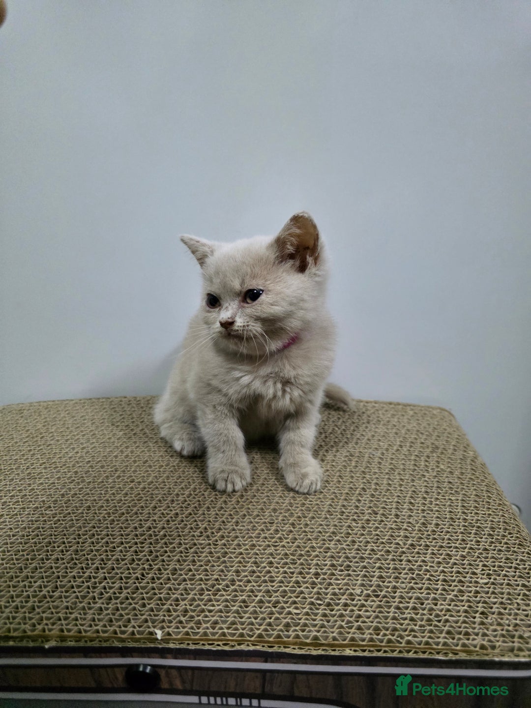 British Shorthair cats for sale: Beautiful British shorthair kittens - Image 29