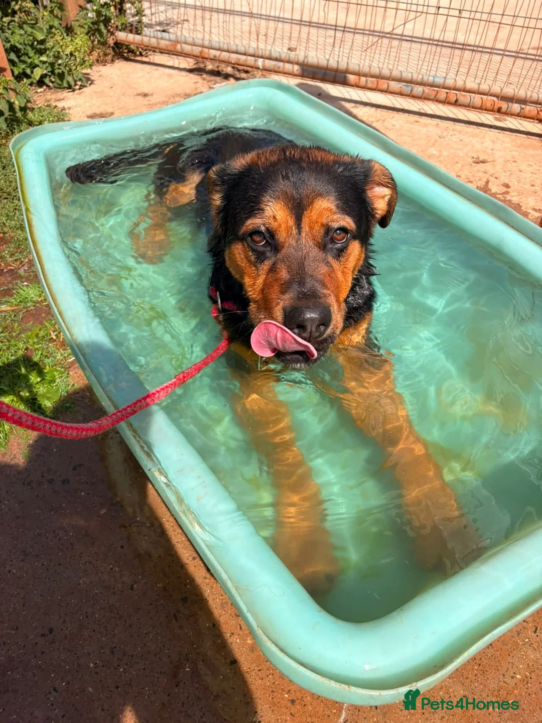 Mixed Breed dogs for adoption: Junior - Huntaway Cross for Adoption in Wells - Advert 2