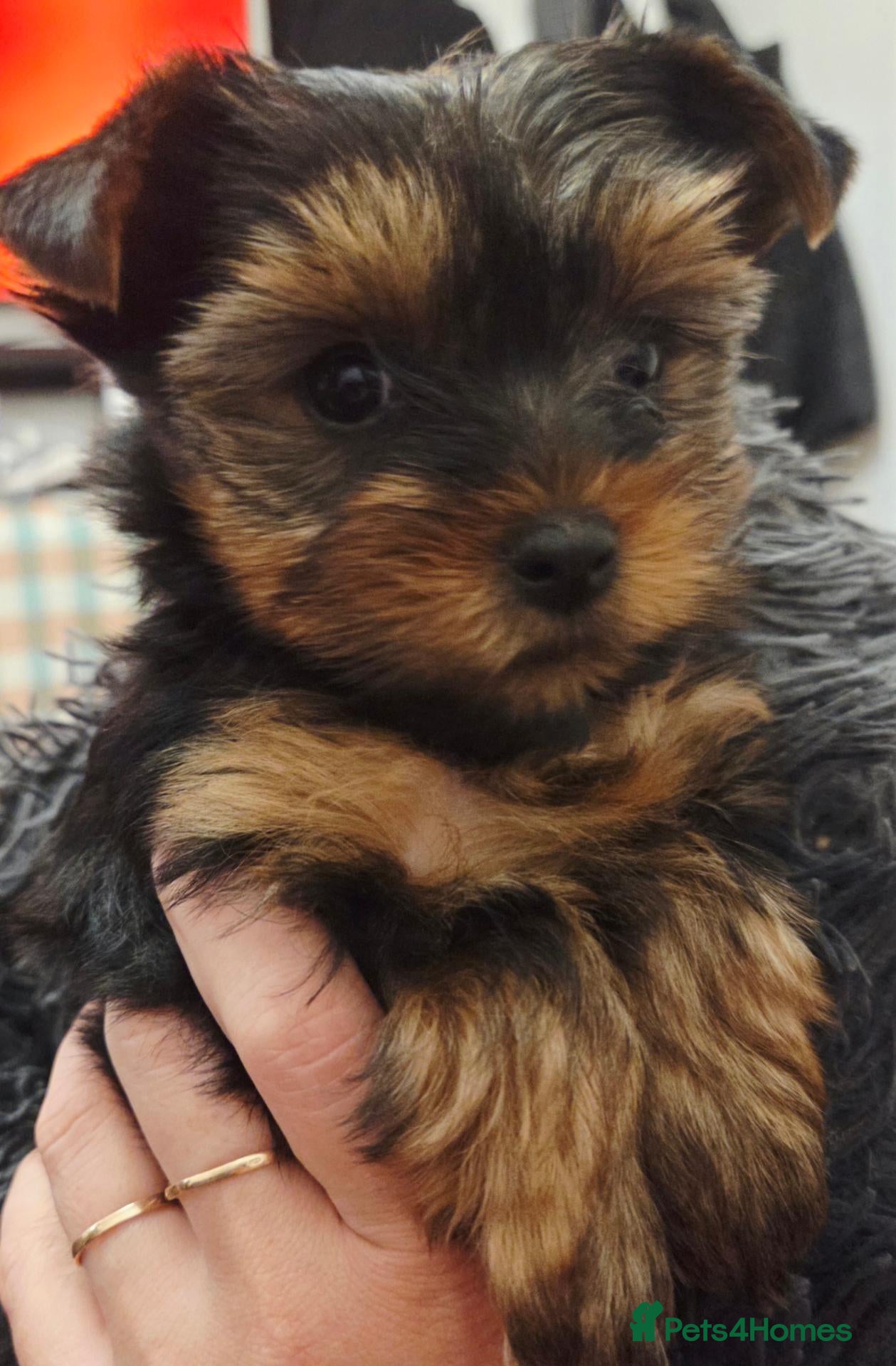 Yorkshire Terrier dogs Beautiful Yorkshire Terrier  - Advert 1