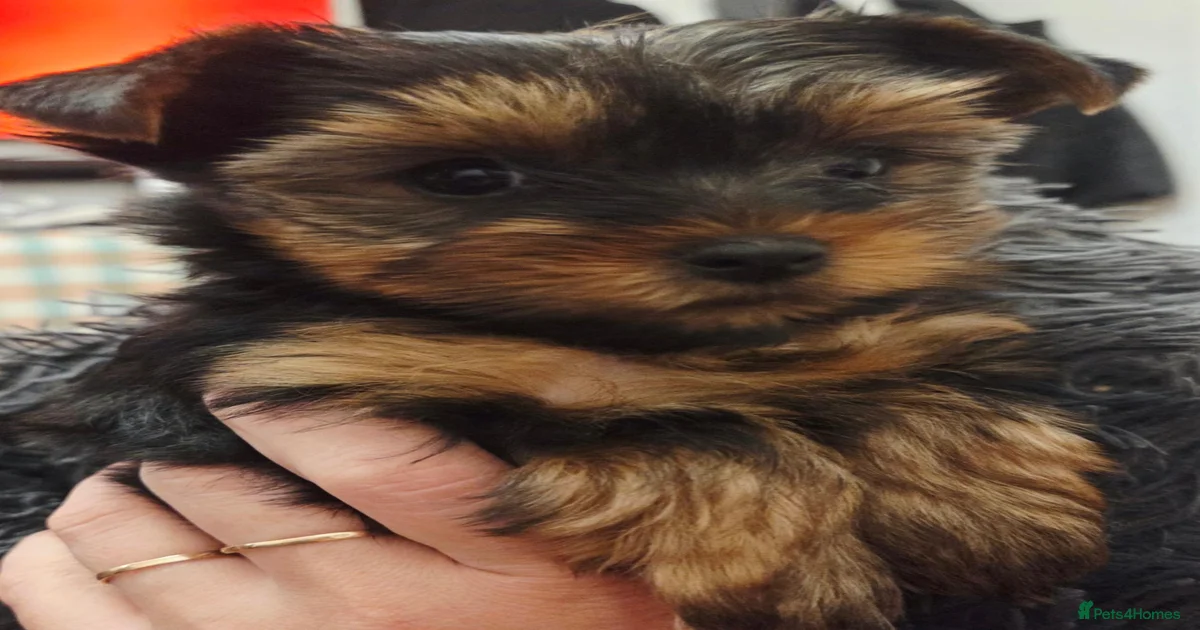 Female Yorkshire Terrier Puppies for sale | Pets4Homes