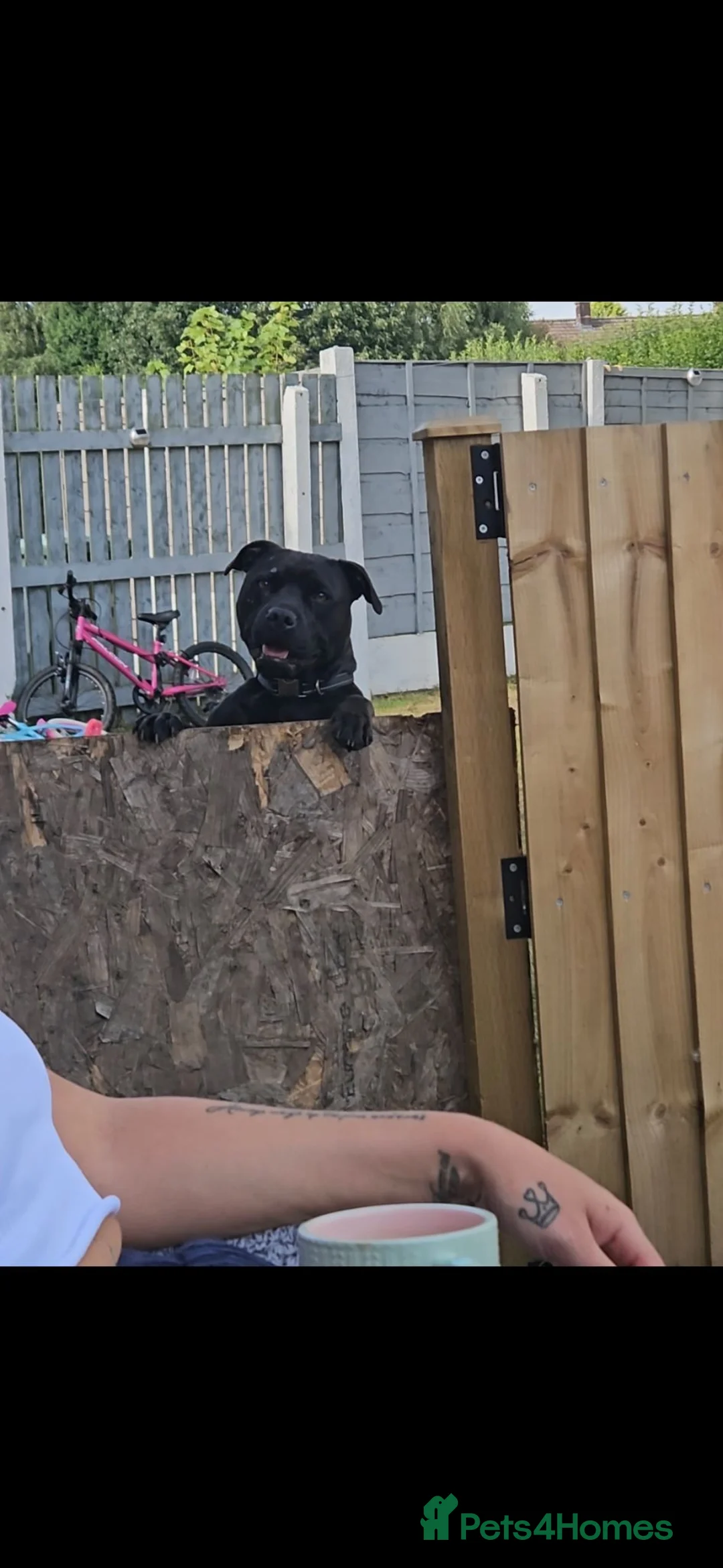 Staffordshire Bull Terrier dogs for sale: Tille  - Advert 2