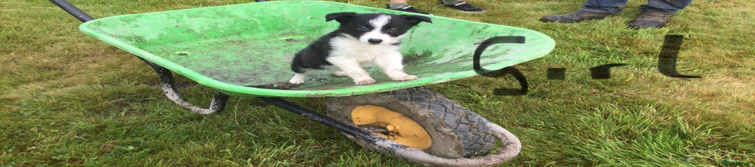 Border Collie Puppy 3