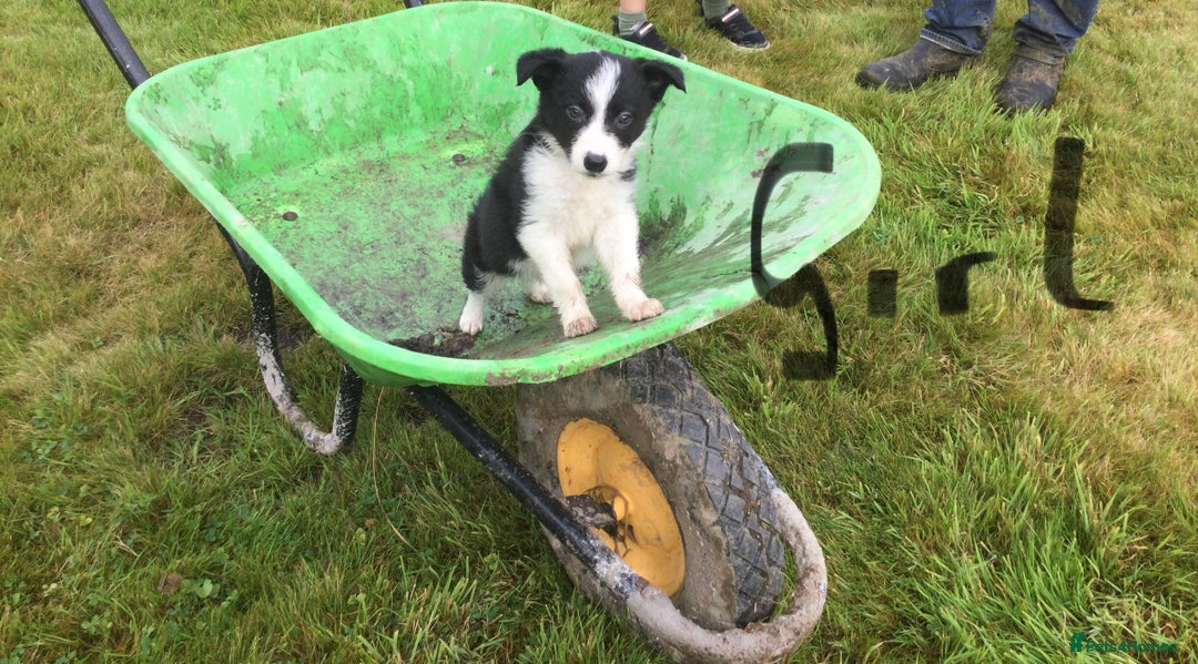 Border Collie dogs for sale: Farm bred border collie pups - Image 10