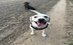 Mixed Breed dogs for sale: Labrador cross bitch - 20 months old - Advert 1