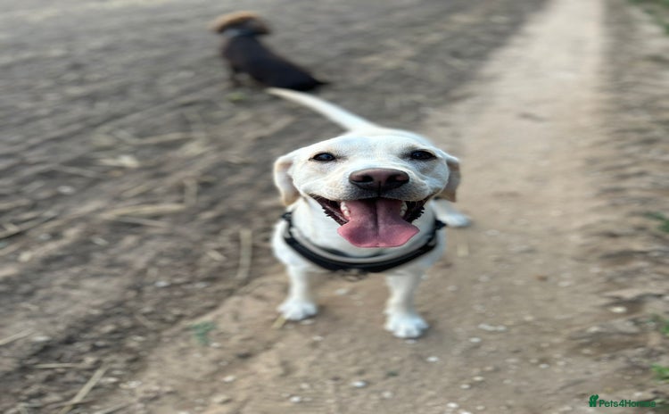 Mixed Breed dogs Labrador cross bitch - 20 months old - Advert 1