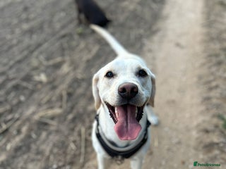 Mixed Breed dogs for sale: Labrador cross bitch - 20 months old - Advert 1