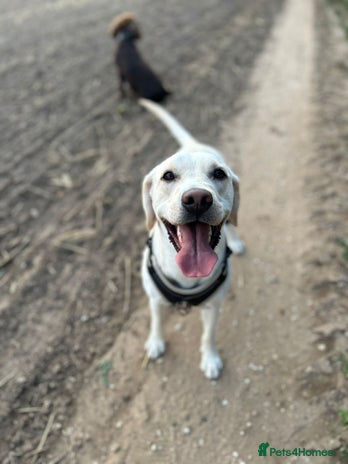 Mixed Breed dogs Labrador cross bitch - 20 months old - Advert 1