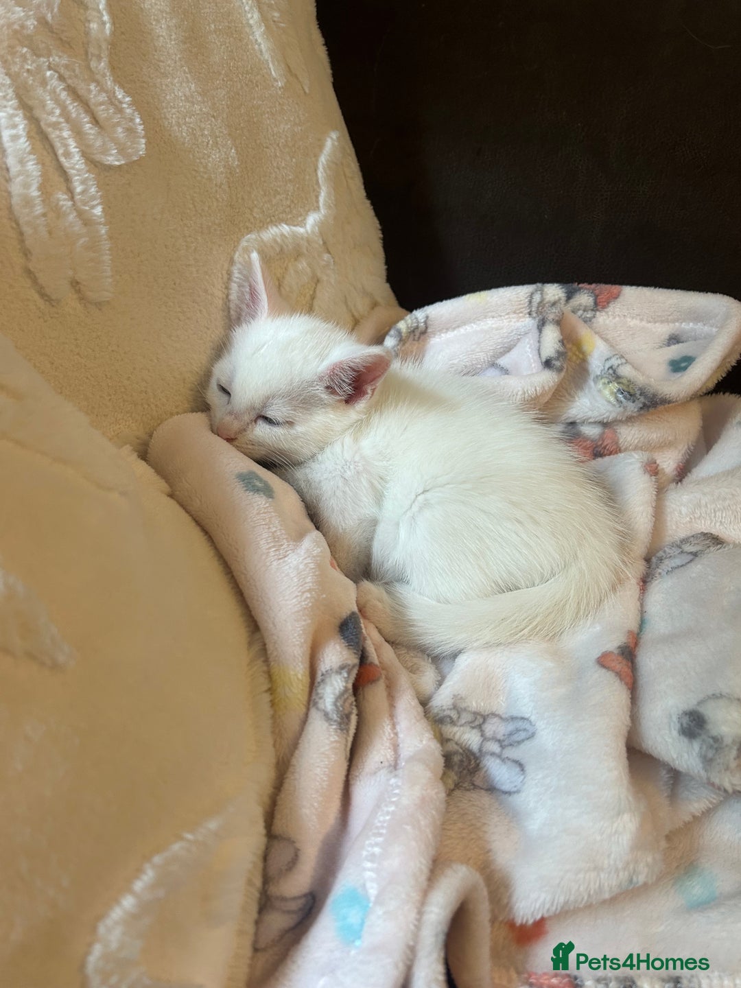 Mixed Breed cats for sale: Beautiful white 10 week old kitten  - Advert 4