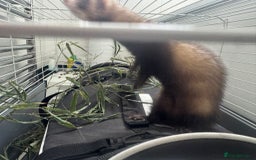 Ferret rodents for sale: ferret jills for sale - Image 12
