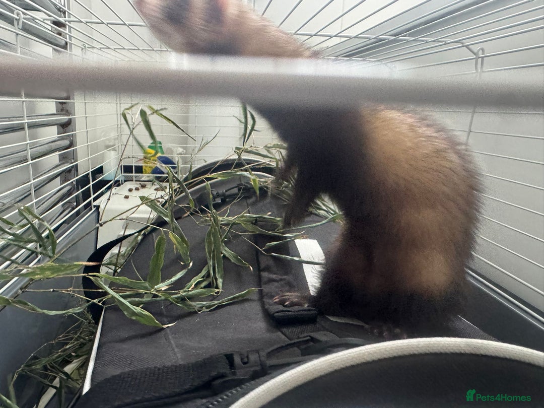 Ferret rodents for sale: ferret jills for sale - Image 12