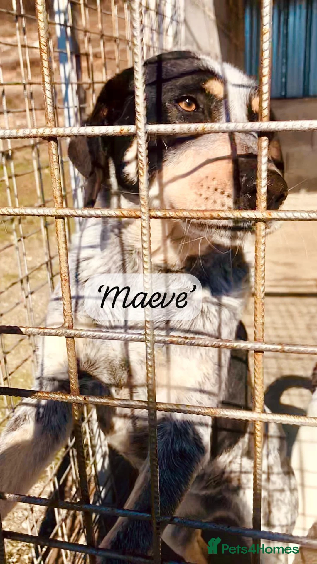 Mixed Breed dogs for adoption: Maeve, 4 yrs approx. Available for adoption. - Advert 2