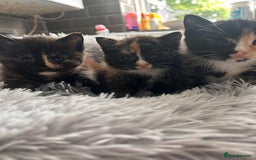 Domestic Shorthair cats for sale: Girl 1 left ❤️😻❤️ 7wks and ready to leave  - Image 4