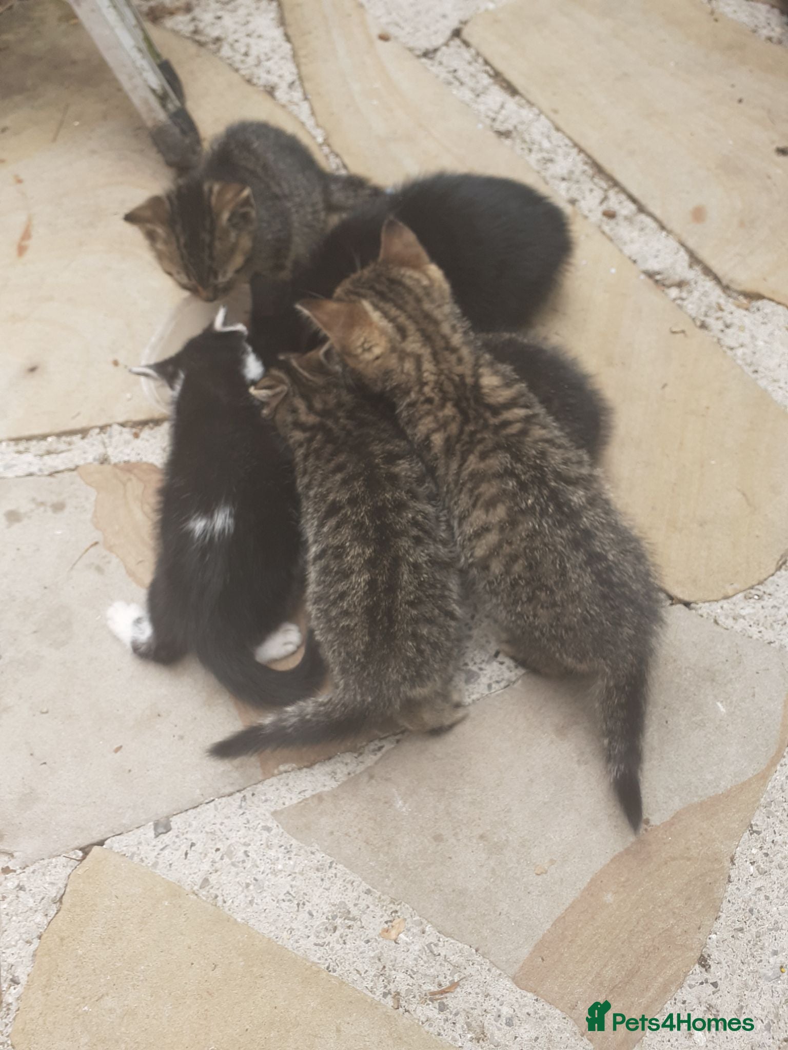Bengal cats Bengal X kittens both parents owned by seller - Advert 1