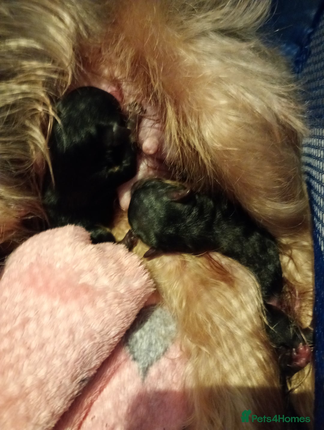 Yorkshire Terrier dogs for sale: Miniature Yorkshire terriers. Champion bloodline. - Image 3