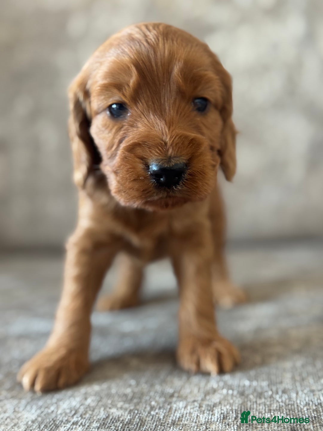 Cockapoo dogs for sale: BEAUTIFUL RED COCKAPOO PUPS HEALTH TESTED PARENTS - Advert 4