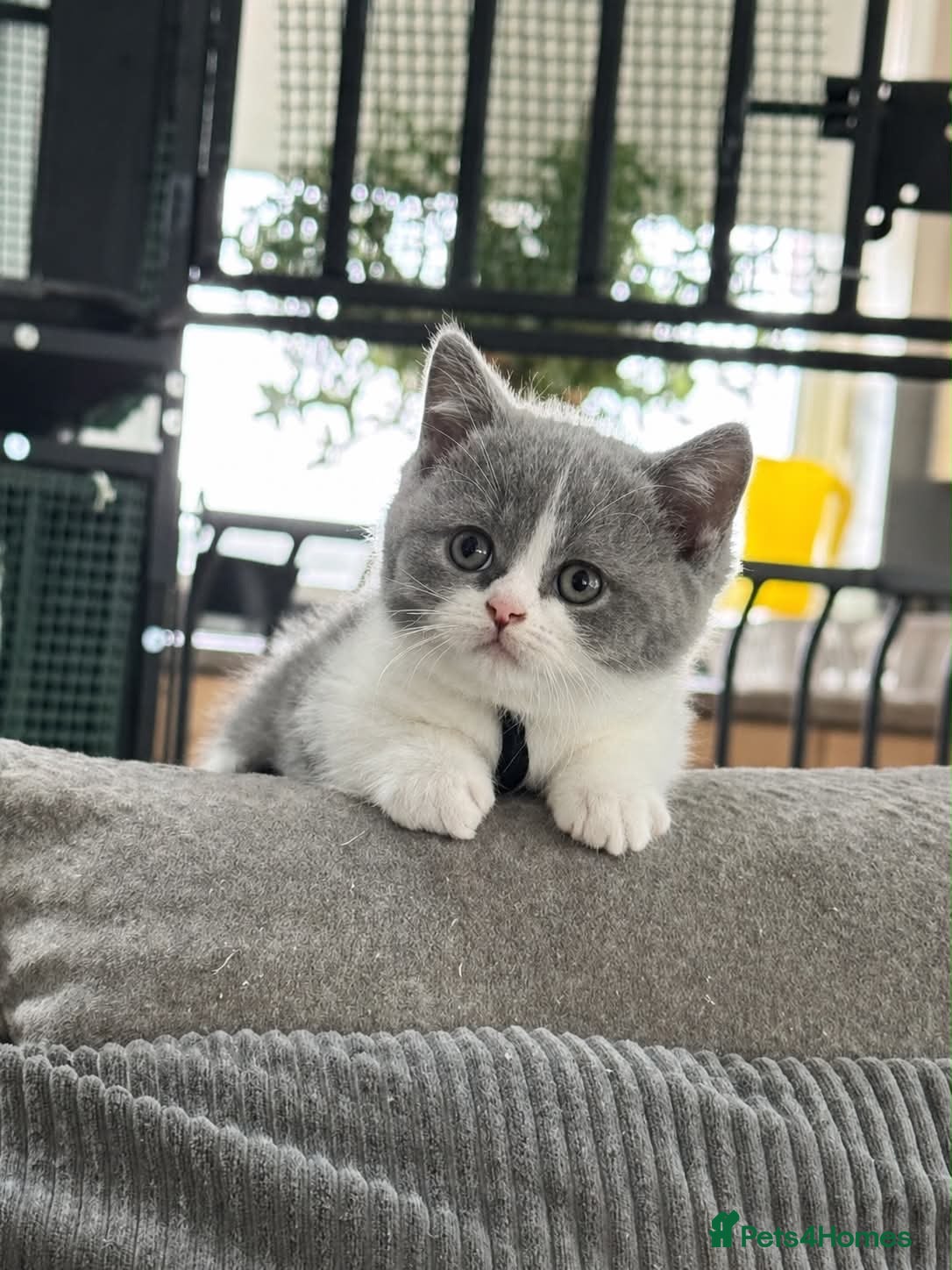 British Shorthair cats CHAMPION BLOODLINE BI-COLOURS - Advert 2