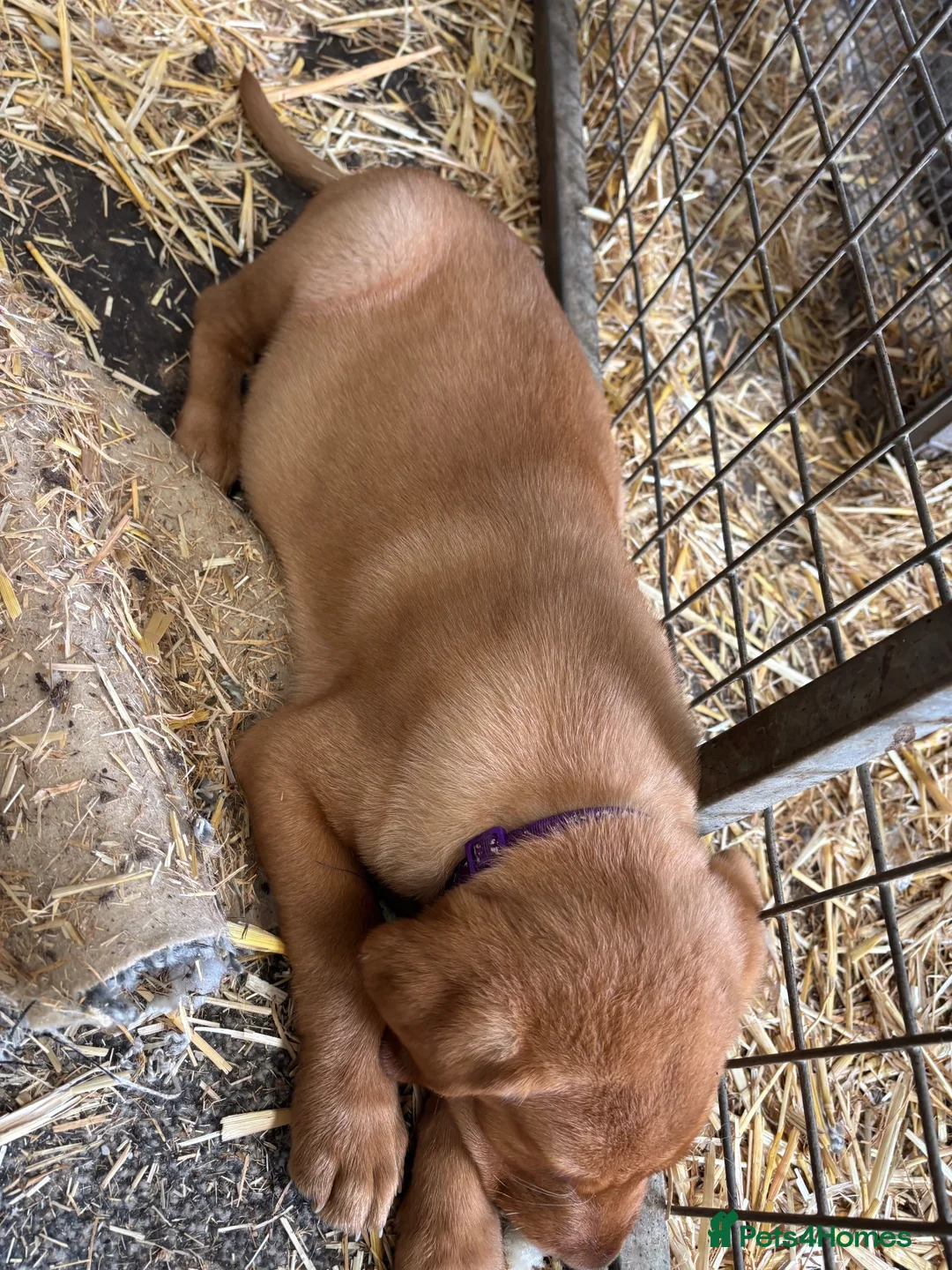 Labrador Retriever dogs for sale: Red fox Labrador puppies  - Advert 2