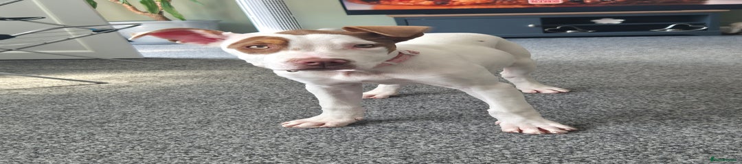 American Bulldog Puppy 2