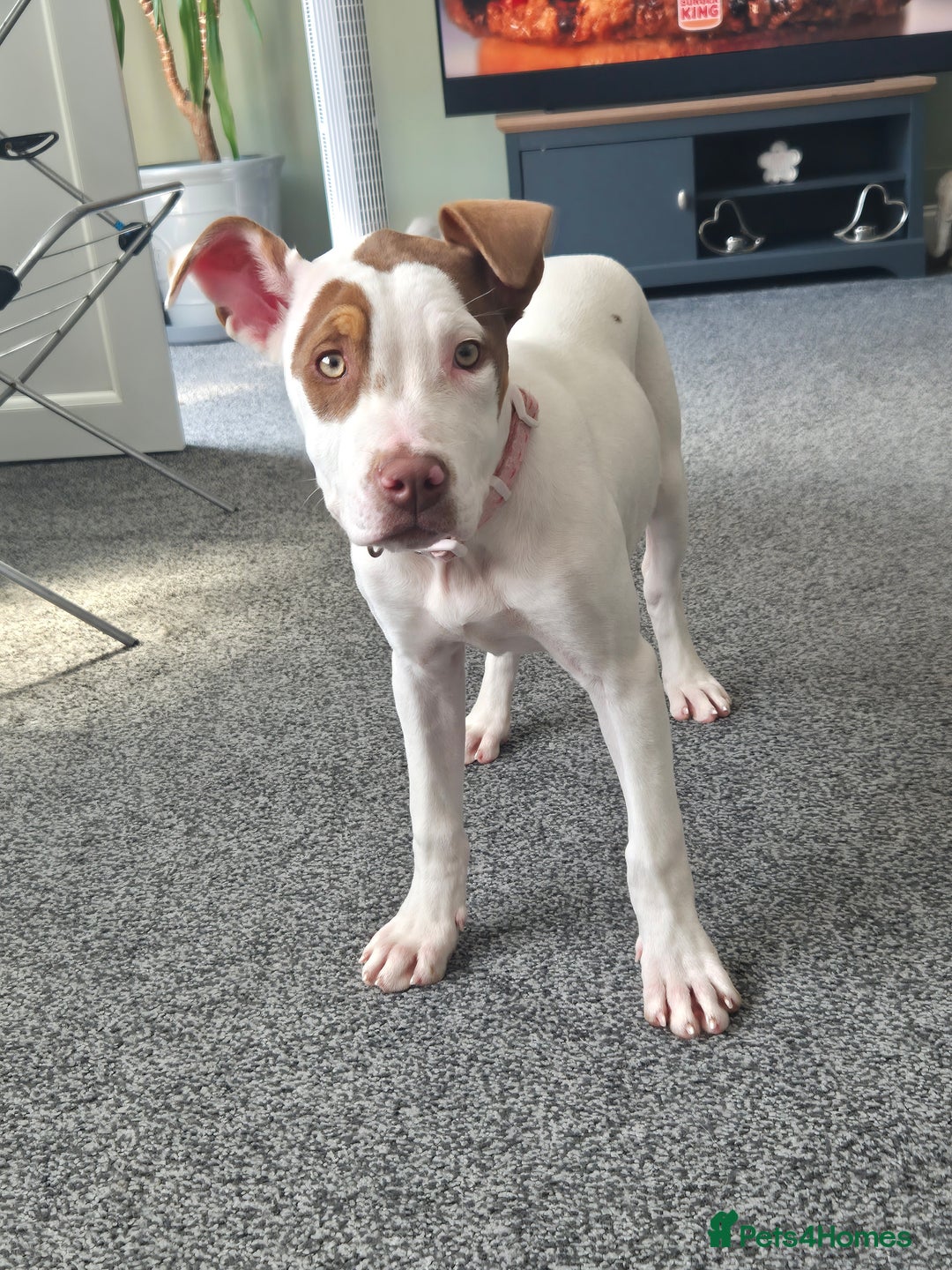 American Bulldog dogs for sale: American Bulldog Puppies - Image 8