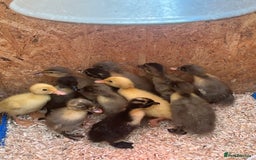 Ducks poultry for sale: Indian runner ducklings - Image 24