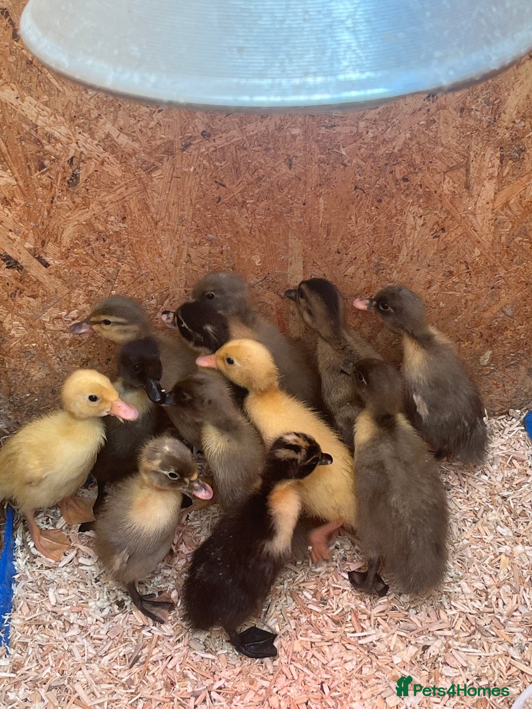 Ducks poultry for sale: Indian runner ducklings - Image 24