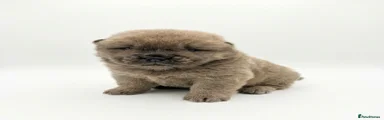 Chow Chow Puppy 1 fawn