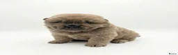 Chow Chow dogs for sale: Beautiful Chow Chow Puppies  - Advert 6