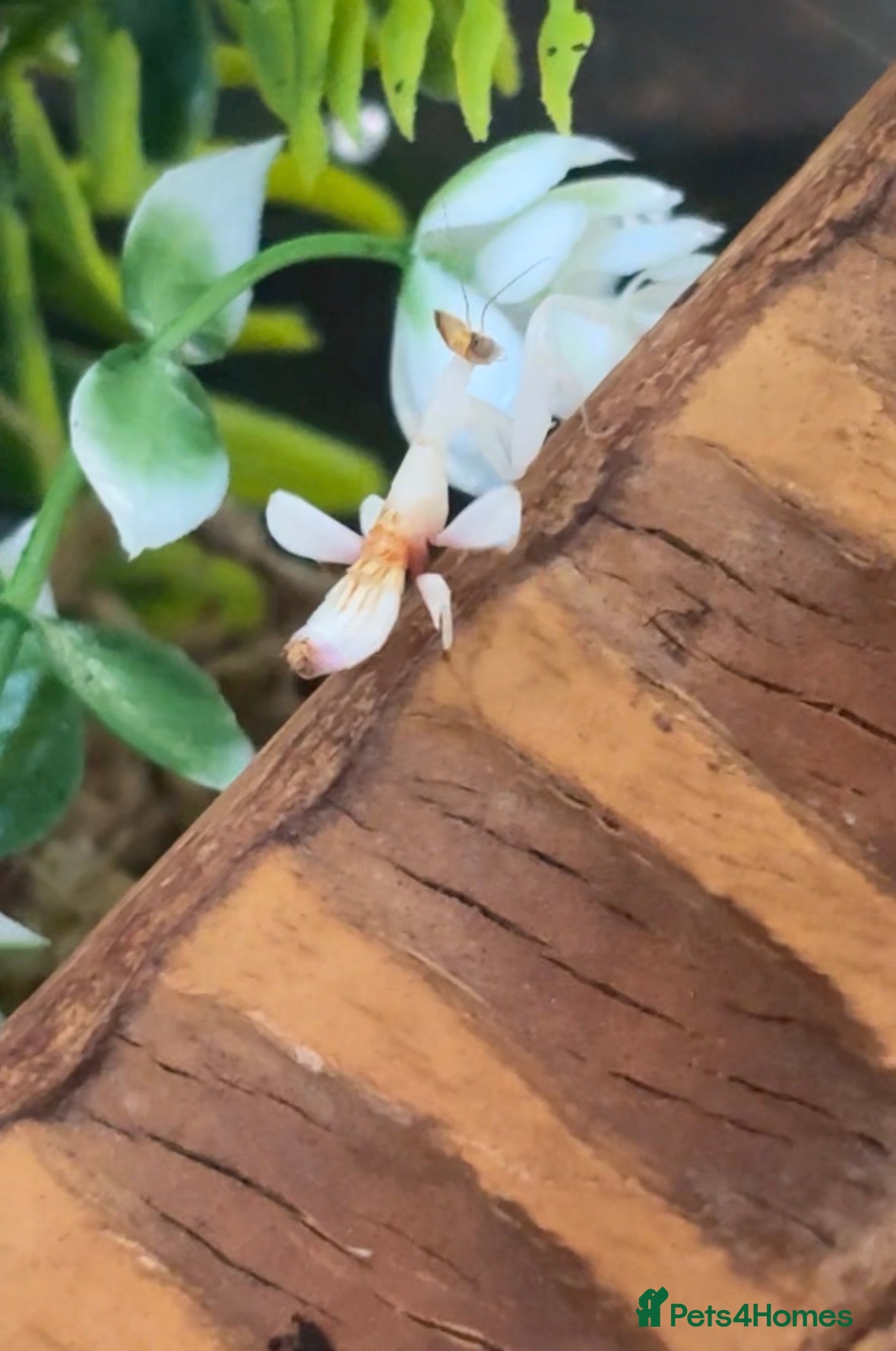 Praying Mantis invertebrates Orchid mantis for SALE - Advert 1